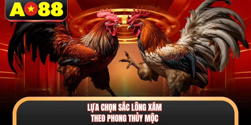 Màu Mạng Gà Đá - Phương Pháp Luận Giải Phong Thủy Chiến Kê 3 Lựa chọn sắc lông xám theo phong thủy Mộc