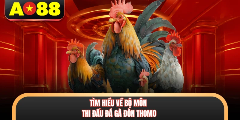 Đá Gà Đòn Thomo - Kinh Nghiệm Đặt Cược Đỉnh Cao Tại AO88 2 Tìm hiểu về bộ môn thi đấu đá gà đòn Thomo