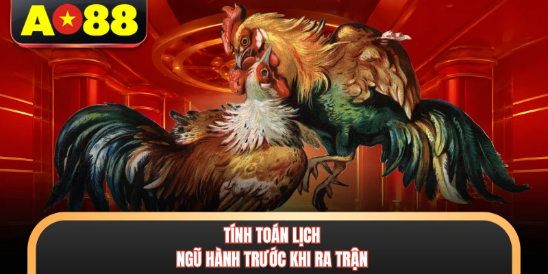 Màu Mạng Gà Đá - Phương Pháp Luận Giải Phong Thủy Chiến Kê 4 Tính toán lịch ngũ hành trước khi ra trận